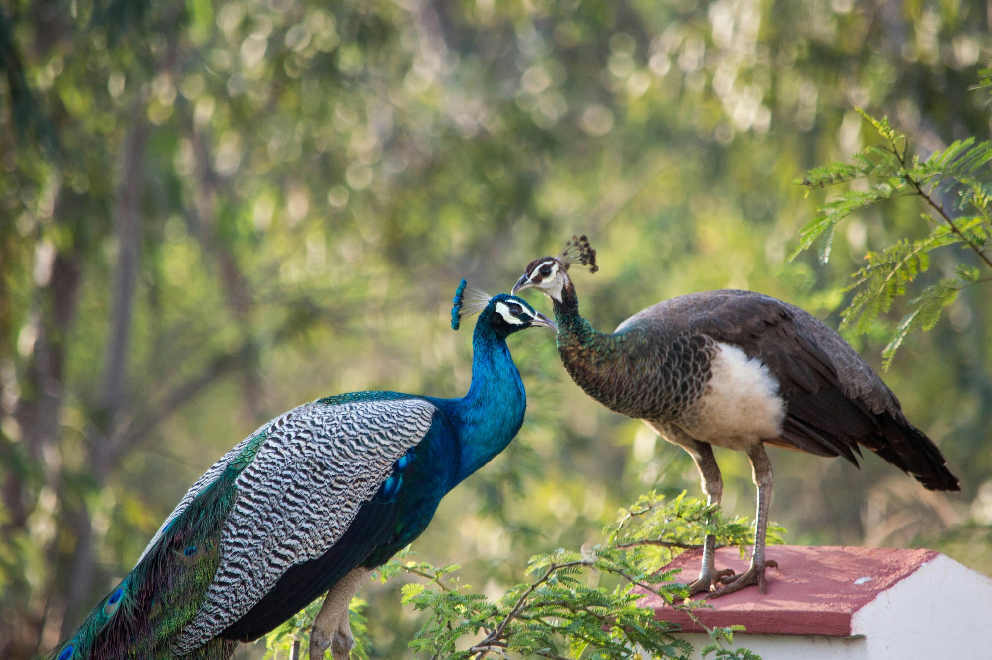 The Evolution of Peacock: Strategic Integration with the Smart Home Ecosystem