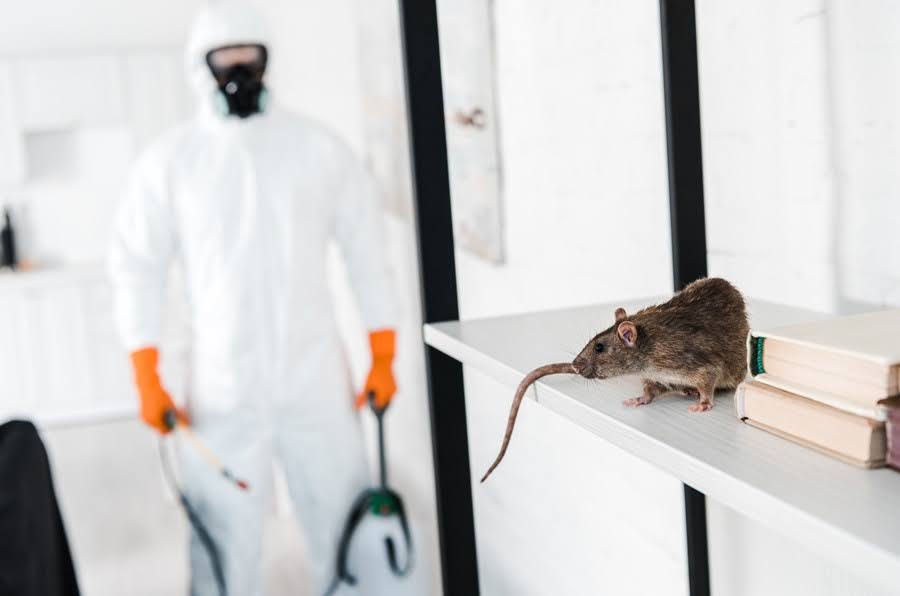 Commercial Pest Control Solutions That Help Businesses Stay Pest-Free